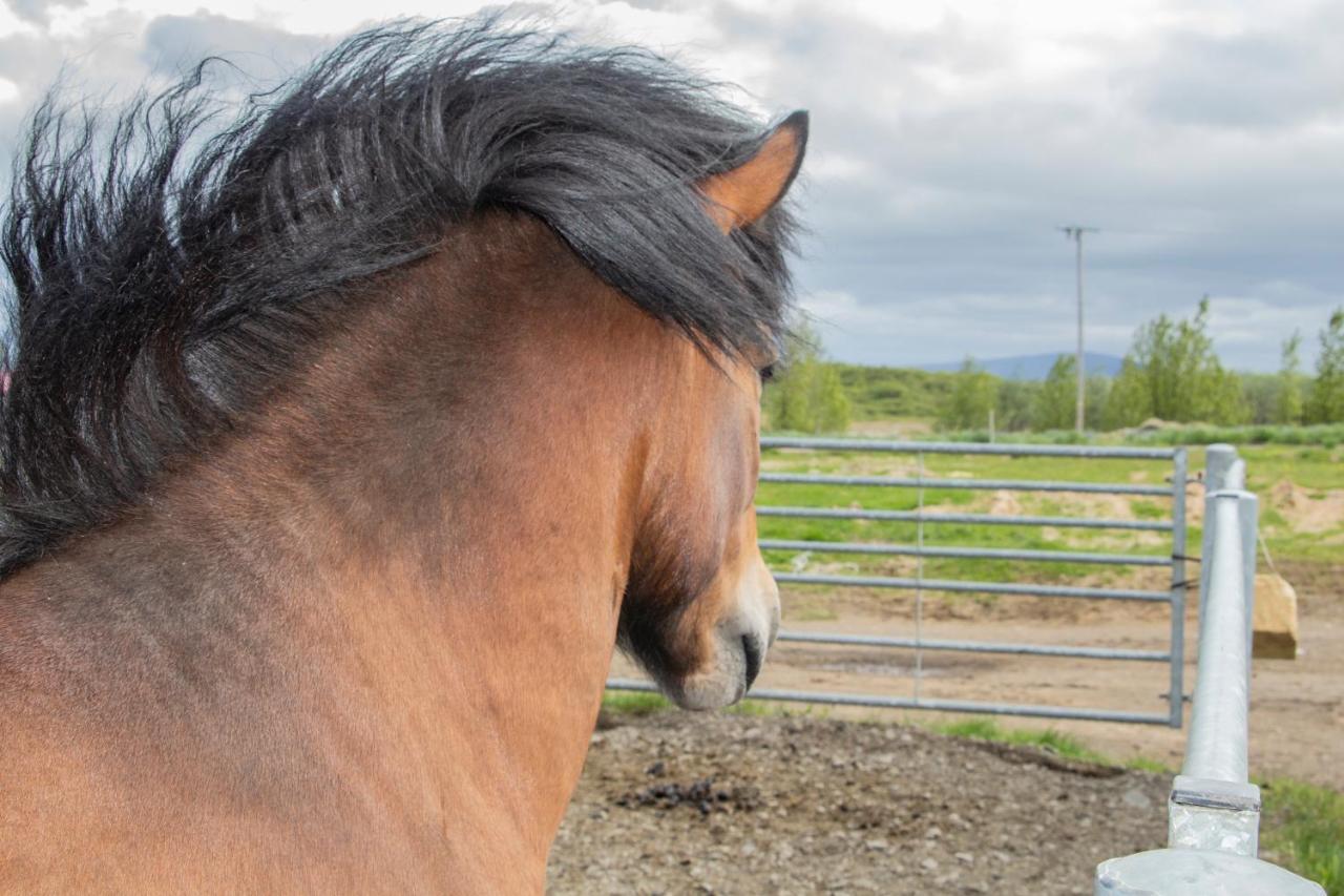 Hestaland Guesthouse Horse Farm Stay Statharhus Экстерьер фото
