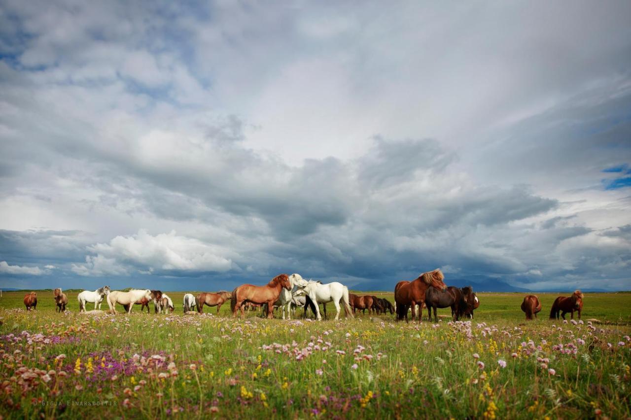 Hestaland Guesthouse Horse Farm Stay Statharhus Экстерьер фото
