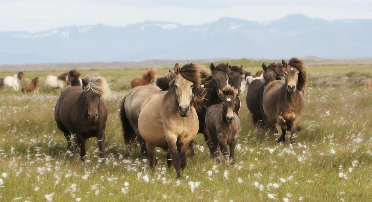 Hestaland Guesthouse Horse Farm Stay Statharhus Экстерьер фото