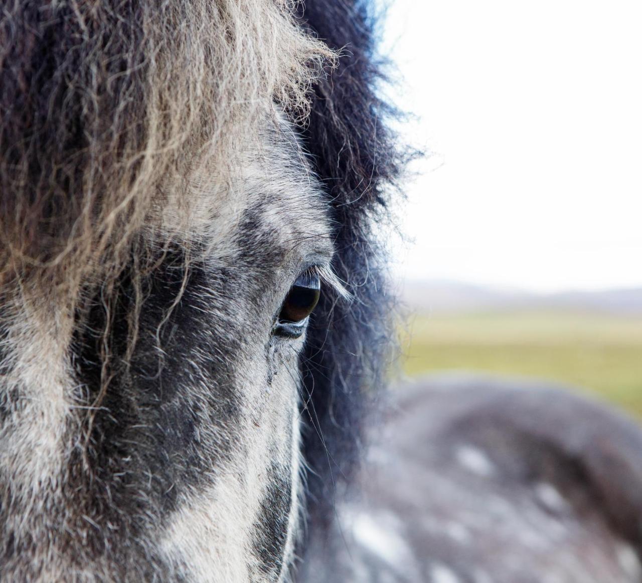 Hestaland Guesthouse Horse Farm Stay Statharhus Экстерьер фото