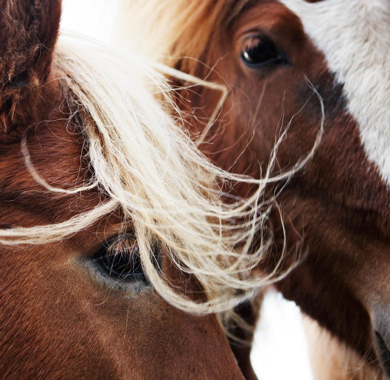 Hestaland Guesthouse Horse Farm Stay Statharhus Экстерьер фото